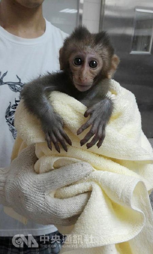 高雄壽山近10隻台灣獼猴最近疑似中毒死亡，其中1隻幼猴（圖）被救活，持續恢復觀察中。   圖：中央社