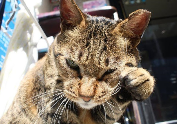 涉大橘子、斑斑2隻貓咪虐殺案的陳皓揚，9月2日遭台北地方法院檢察署以動物保護法追加起訴，並請法院從重量刑。（圖為貓咪斑斑）   圖：翻攝動物誌臉書