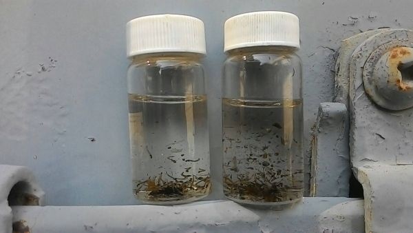 積水容器孳生大量病媒蚊。   圖：高雄市衛生局提供