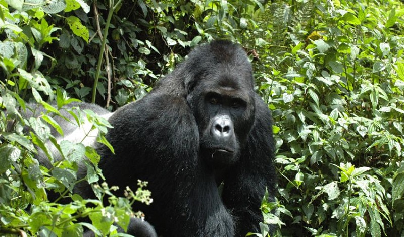 由於非法盜獵猖獗，東部大猩猩從瀕危物種改列為極危物種。   圖：翻攝IUCN網站