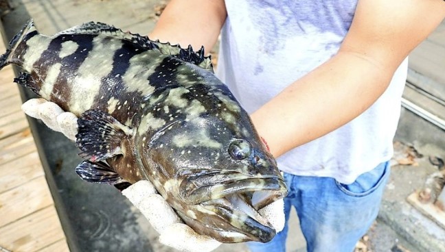 中國海關總署動植物檢疫司宣布台灣石斑魚禁令引起熱議。     圖：翻攝自外交部推特