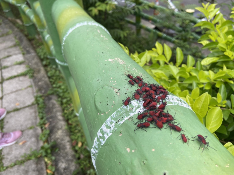 紅姬緣椿象對台灣欒樹或是人體都沒有危害，更是許多鳥類喜愛的食物，是生態食物鏈重要一環。   圖：新北市景觀處提供