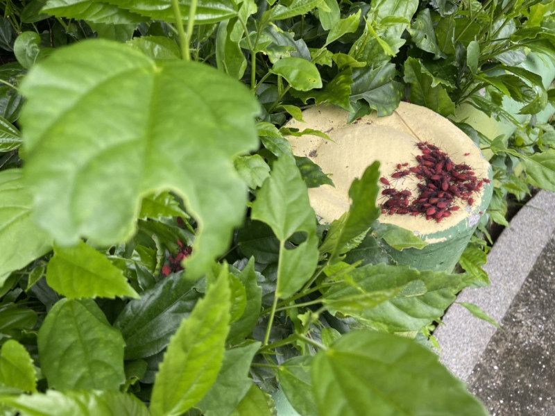 在台灣欒樹周遭發現布滿紅色的蟲蟲其實是紅姬緣椿象，牠們對於環境或人體無害。   圖：新北市景觀處提供