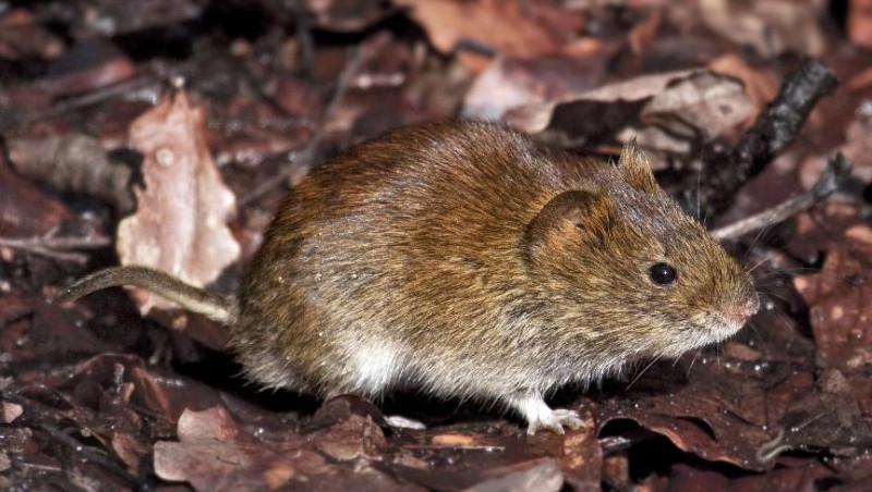 瑞典研究人員在堤岸田鼠體內發現新冠狀病毒。   圖:維基百科