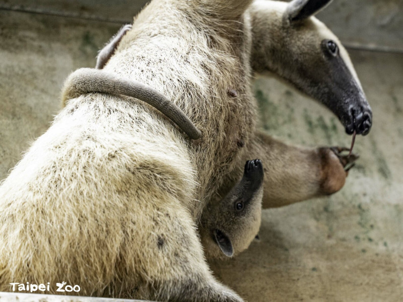 小食蟻獸會用四肢和尾巴緊緊地抱住媽媽   圖：台北市立動物園/提供