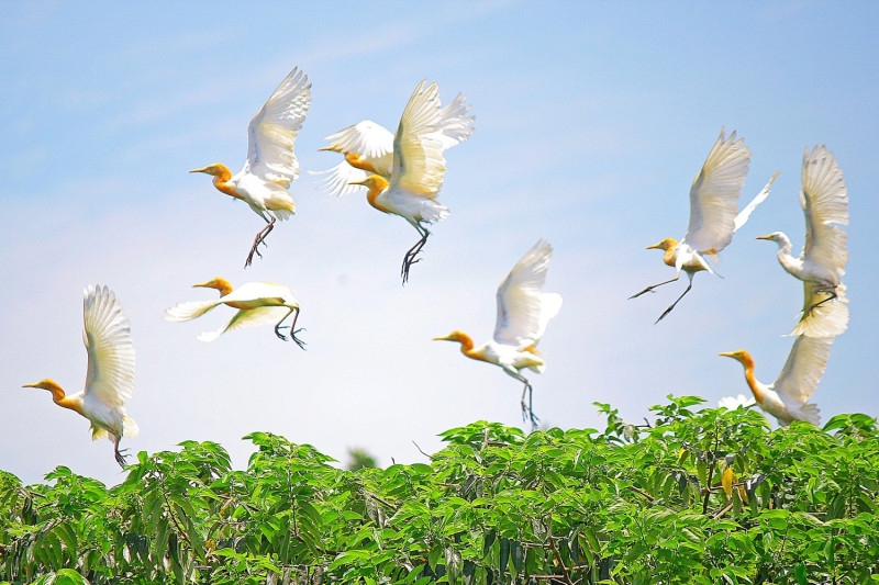 飛行中的黃頭鷺群。   圖：新北市水利局提供