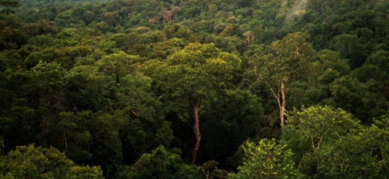 亞馬遜雨林犯罪猖獗。   圖：翻攝自維基百科公領域