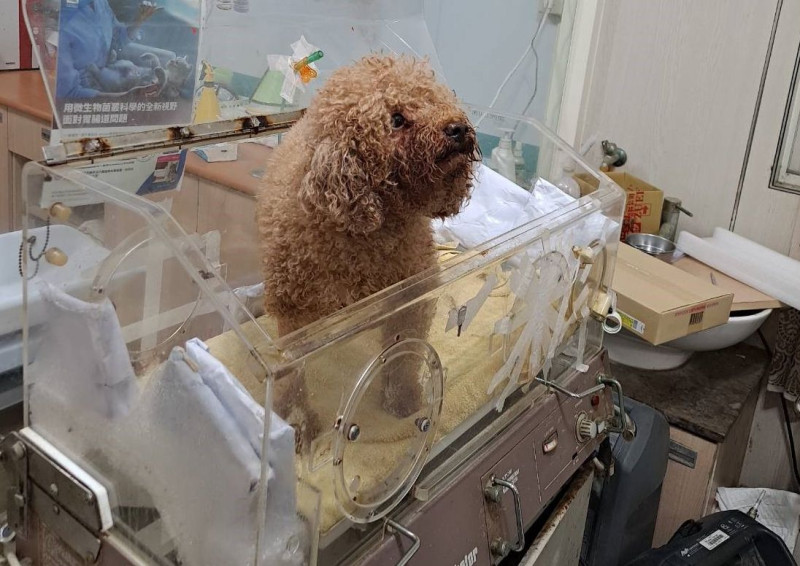 犬隻獲救後急送動物醫院療救治。   圖：新北市動保處提供