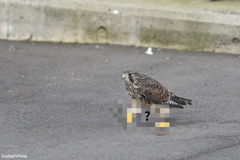 日本一名愛拍攝鳥類的網友目睹一隻紅隼幼鳥走在路上，畫面相當可愛。   圖／推特帳號tabinokesiki