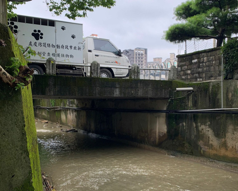 日前強降雨後，鶯歌區大排水勢暴漲。   圖：新北市動保處提供