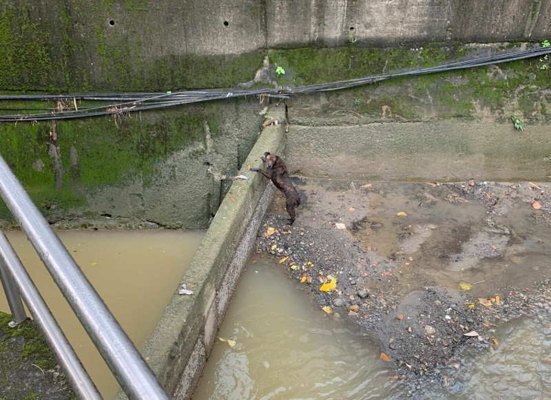 阿斑跑出涵洞的另一邊不知所措。   圖：新北市動保處提供