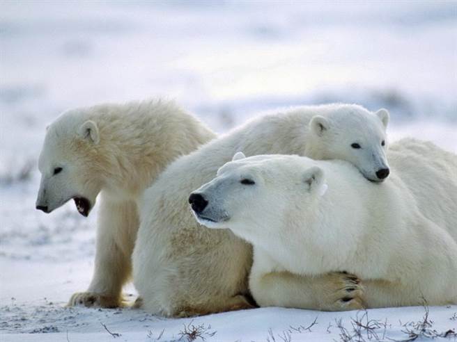5名俄羅斯科學家遭到一群北極熊包圍，被困在北極的一個氣象站內。   圖：翻攝自東網on.cc