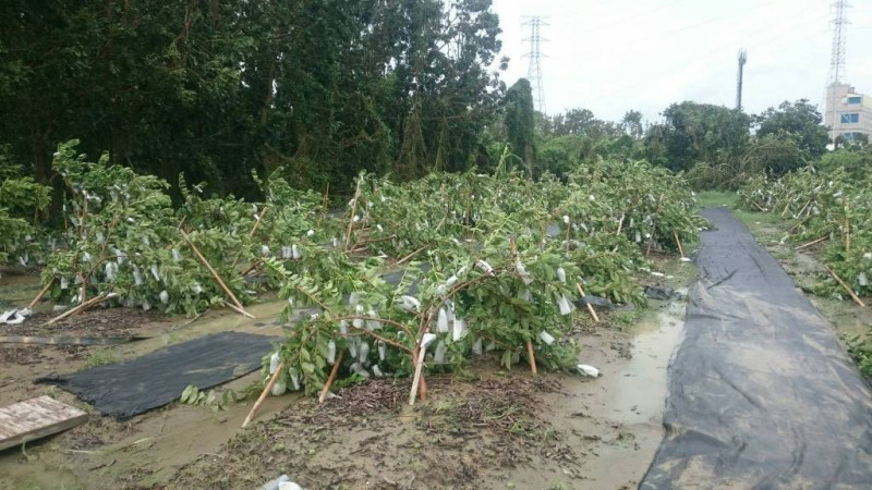 高雄市副市長許立明19日表示，莫蘭蒂颱風重創高雄後的復原工作已大致完成。圖為之前風災受創的燕巢地區。    圖：高雄市政府提供（資料照片）