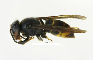 英國專家在英格蘭西部發現了一種來自亞洲，並能殺害蜜蜂的亞洲大黃蜂。   圖：翻攝自英國環境食品農業部官網。