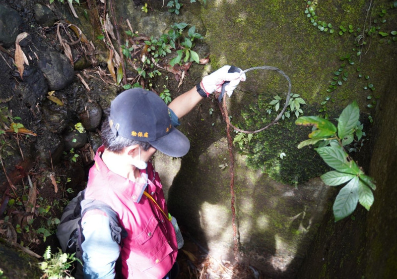 新北市政府動保處深入坑內清除獸鋏和山豬吊等陷阱。   圖：新北市動保處提供