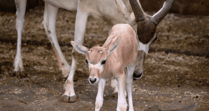弓角羚羊族群距離上次誕生新生兒，已是四年多前的事，終於等到弓角羚羊寶寶誕生。   圖：翻攝自台北市立動物園網站