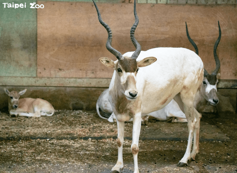 硬搶鏡頭的弓角羚羊「美而依」阿姨，故意在鏡頭前面晃來晃去。   圖：翻攝自台北市立動物園網站