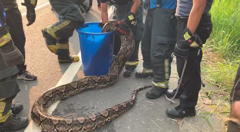 網路影片瘋傳5公尺長的巨型蟒蛇出沒台灣   圖: 翻攝自網路 
