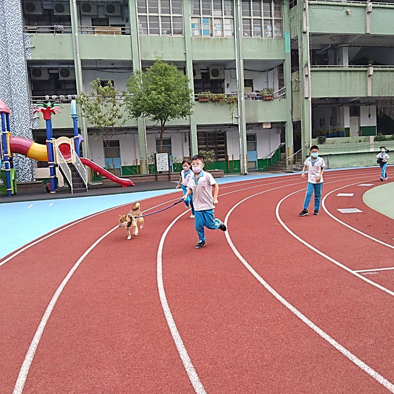 校犬「柴哥」陪伴上體育課的學生隨跑。   圖：新北市動保處提供