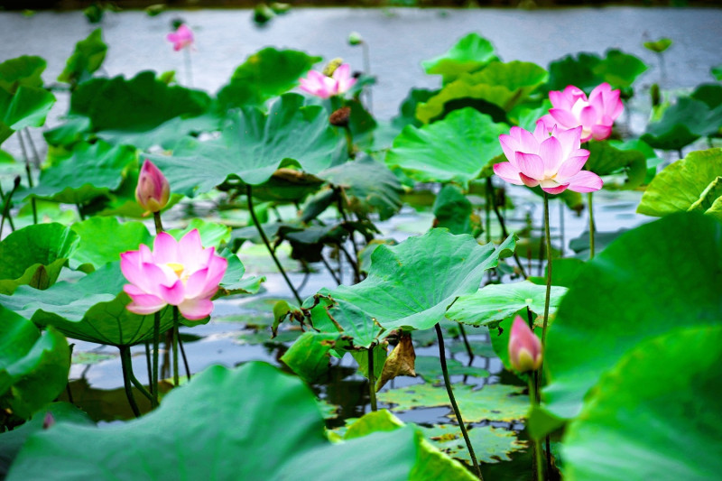 荷葉蓊鬱的綠色襯托花朵的鮮豔美麗。   圖：新北市水利局提供