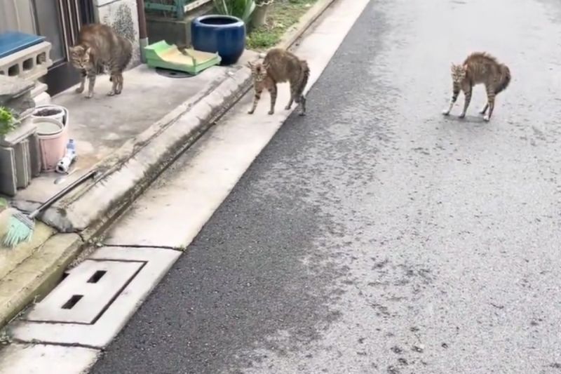 一隻柴犬與主人外出散步時，在路上遇見3隻炸毛虎斑貓。   圖／TikTok帳號jiaxiangtempleyouya