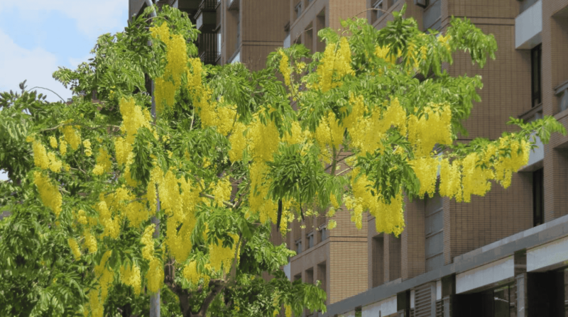黃金雨今年於6月底7月初花朵滿開。（圖為堤頂大道二段）   圖：台北市政府工務局公園路燈工程管理處 / 提供
