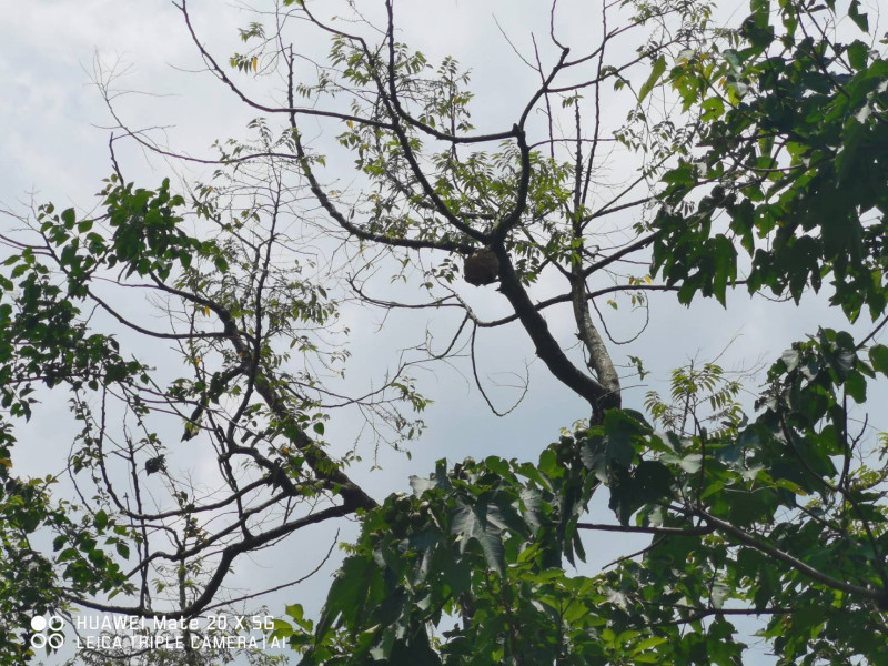 郊區蜂巢常築在樹上。   圖：新北市動保處提供