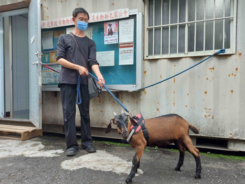 飼主黃昭穎帶兩隻仔羊至淡水動物之家尋求協助節育手術。   圖：新北市動保處提供