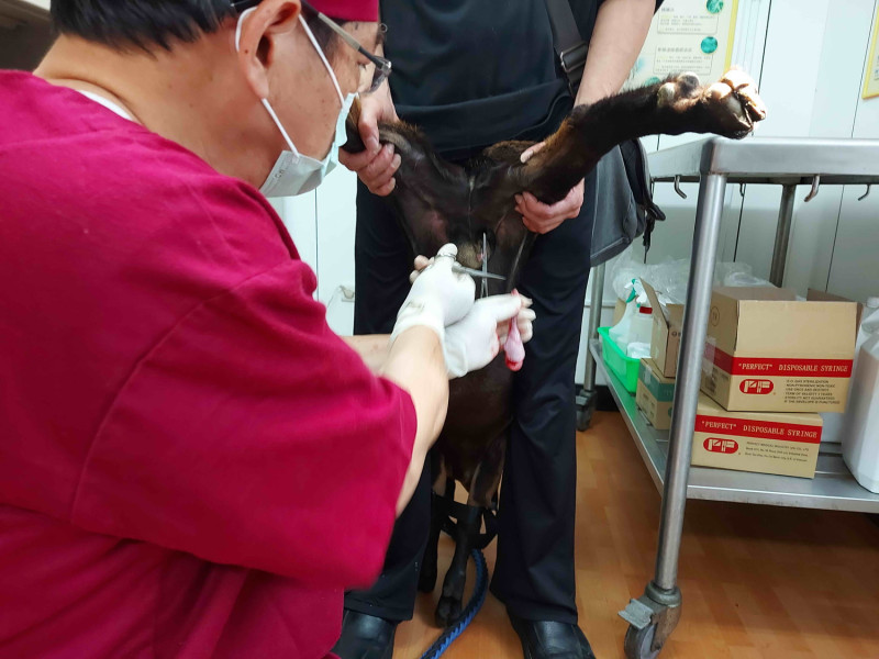 獸醫彭明發熟練的為仔羊施行節育手術。   圖：新北市動保處提供