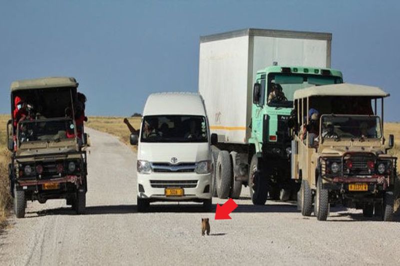 母獅與幼獅過馬路時，小獅子突然停在路中央對導覽車「嗆聲」。   圖／翻攝自africageographic.com