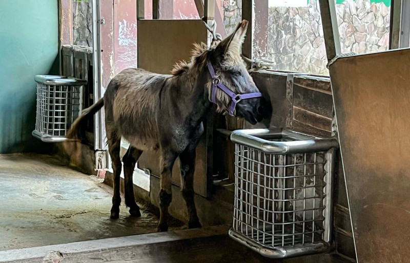 天氣炎熱，動物躲在室內吹風扇，為自己避暑。   圖：台北市立動物園 / 提供