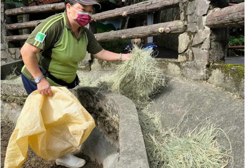 北市動物園表示，驢、馬的食物、行為豐富化的玩具都在室外，但牠們卻會時不時地走到室內依著牆邊站著。   圖：台北市立動物園 / 提供