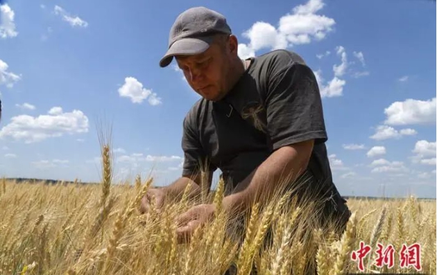 烏克蘭的農民看著因為俄烏戰爭而無法收成的小麥。   圖 : 翻攝自中新網