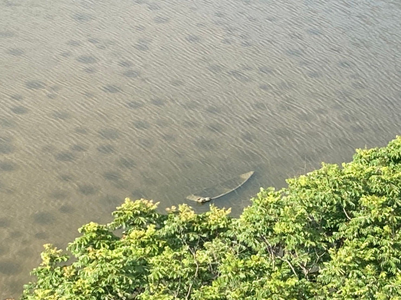 清華大學說明，成功湖底的這些坑洞都是吳郭魚的巢穴。   圖：翻攝自國立清華大學臉書