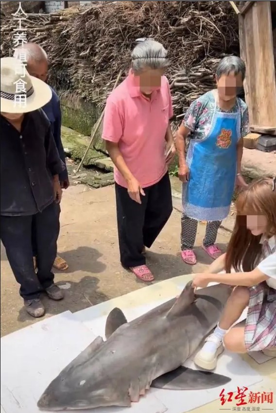 中國一美食博主遭質疑違法取得大白鯊。   圖：翻攝自紅星新聞