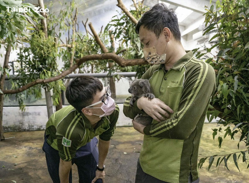 「Bess」是由台北市立動物園首次人工哺育機制照養長大的個體，雖過去照養團隊毫無相關經驗，但仍盡力養育。   圖：台北市立動物園／提供