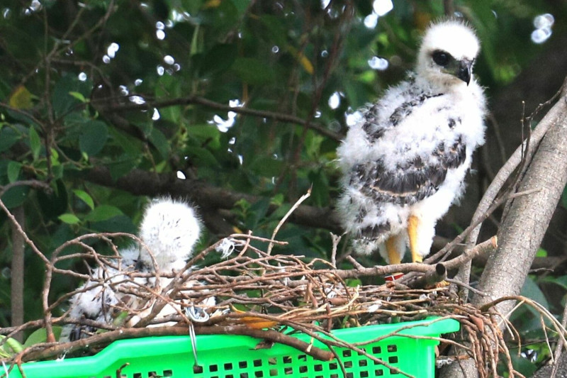 2隻菜籃鳳頭蒼鷹雛鳥頭好壯壯。   圖：高雄市野鳥學會提供