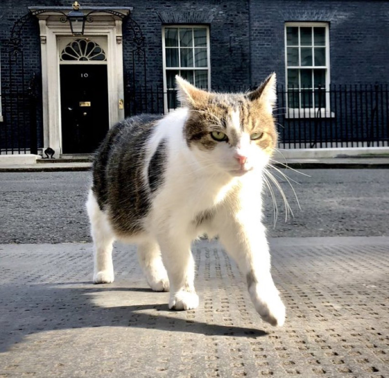 英國「首席捕鼠大臣」賴瑞長住英國唐寧街10號。   圖：翻攝自推特@Number10cat
