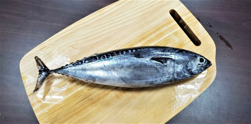 圓潤肥厚的煙仔魚，目前最對時！   圖：新北市漁業處提供