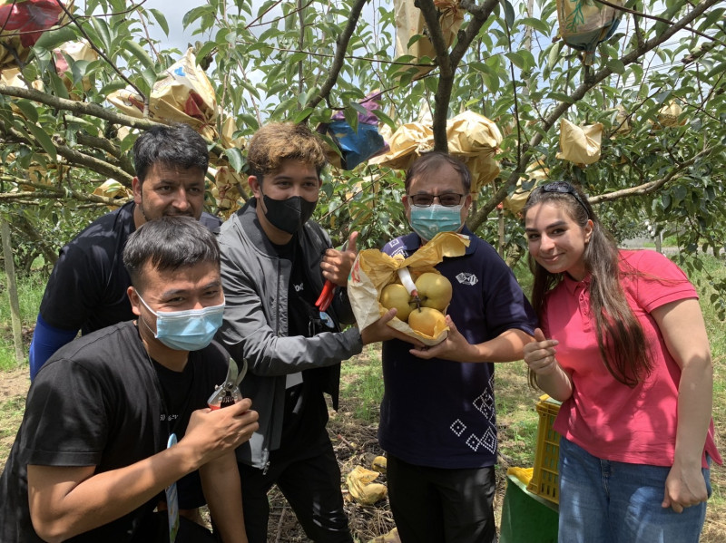 國際學生體驗採梨樂趣。    參山處/提供