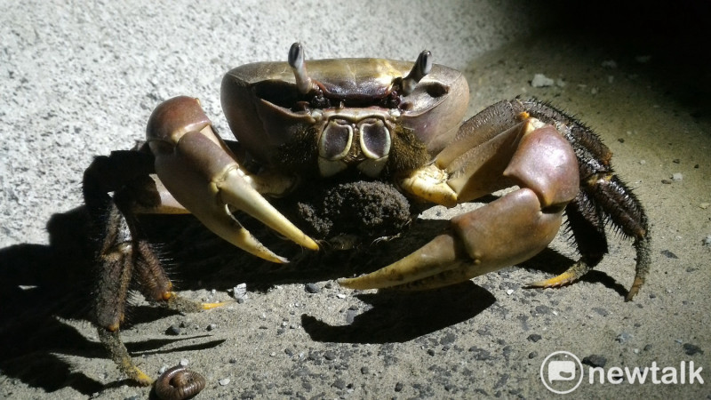 台南市鹽水溪下游感潮帶岸邊，每到6至11月是凶狠圓軸蟹的繁殖季，因車輛往來頻繁，陸蟹屢遭輾壓。   圖：台南市政府提供