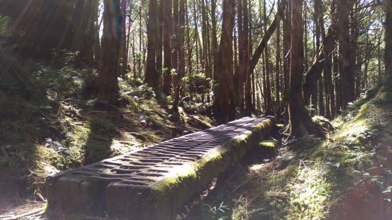 太平山國家森林遊樂區宣布明天開園。   圖：林務局羅東林區管理處／提供