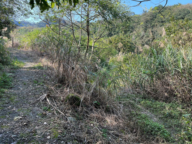 大路崁登山步道修復前路徑消失。   圖：金山區公所提供