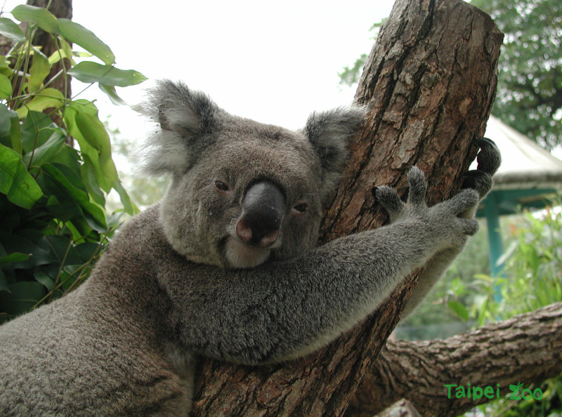 台北市立動物園在官網宣布無尾熊爺爺派翠克辭世的不幸消息，謝謝牠陪伴民眾度過不少歡樂時光。   圖：翻攝北市動物園官網