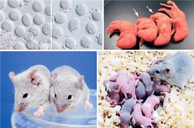 九州大學與京都大學科研團隊，首次在全球成功利用老鼠的iPS細胞，誕生老鼠寶寶。   圖：翻攝日本iPS Trend