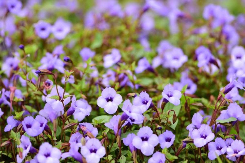 台灣原生種草花倒地蜈蚣形成紫色花海，成為田間浪漫的花毯。   圖：花蓮農業改良場提供