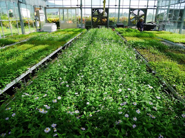 花蓮農業改良場研發「台灣原生野花植生毯生產技術」，歡迎種苗業者或農民接洽技轉量產。   圖：花蓮農業改良場提供