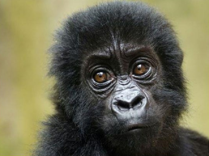 野生生物保育專家21日提出警告，剛果東部低地大猩猩20年來數量已銳減4分之3，瀕臨滅絕的危機。   圖：翻攝自Daily Mail網站