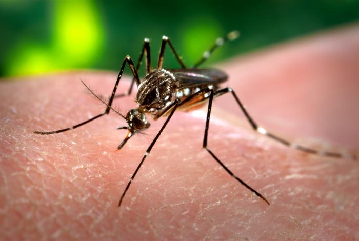科學家將「沃爾巴克氏體(Wolbachia)」細菌殖入埃及斑蚊，有效幫助減少茲卡、登革熱等疾病的散布。   圖：翻攝自維基百科