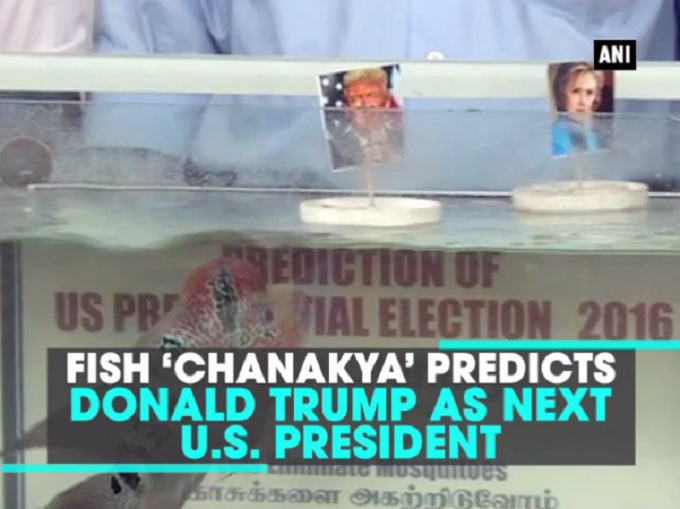 被認為有預知能力的印度清奈魚「羌納迦三世」（Chanakya III），預測美國共和黨候選人川普會贏得總統大選。   圖：翻攝《印度時報》